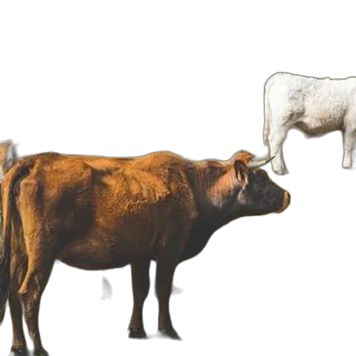 animal, food, concept art, photorealistic, cows, grazing, near, body transparent PNG cut-out