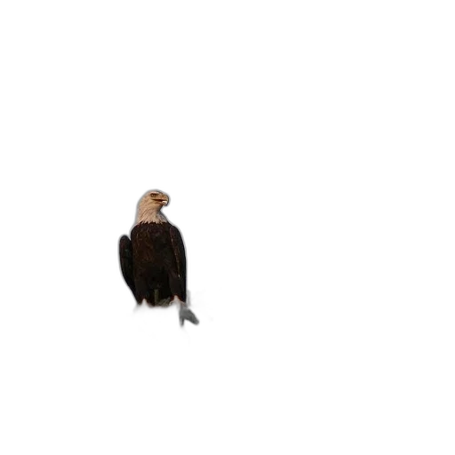 animal, hair, jacket, creature, pixel art, 3d render, concept art, photorealistic transparent PNG cut-out