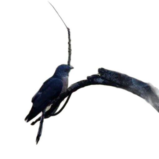 staff, animal, dragon, weapon, 3d render, concept art, photorealistic, black transparent PNG cut-out