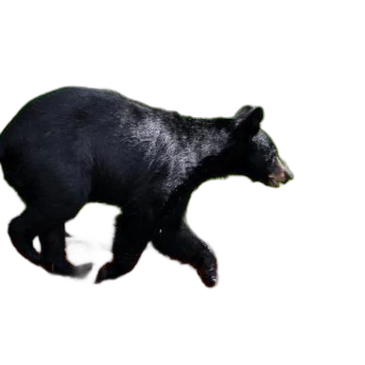 animal, creature, staff, weapon, 3d render, concept art, photorealistic, pixel art transparent PNG cut-out