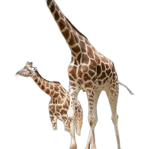 animal, creature, weapon, shoes, concept art, 3d render, photorealistic, two transparent PNG cut-out
