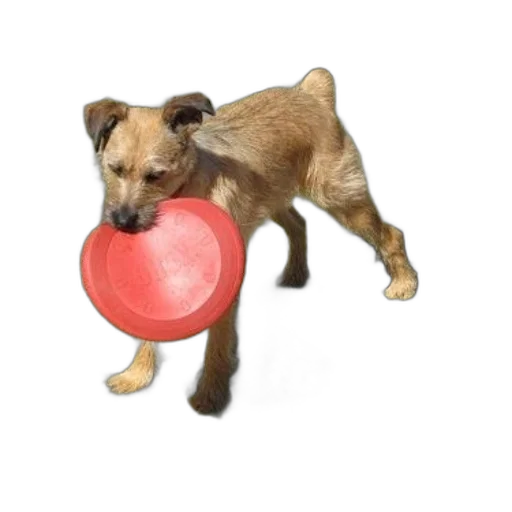 animal, staff, photorealistic, small, brown, dog, holding, red transparent PNG cut-out