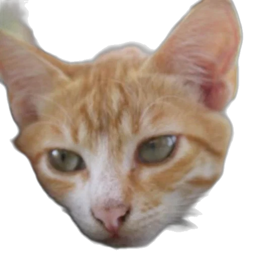 animal, face, creature, staff, photorealistic, 3d render, pixel art, concept art transparent PNG cut-out