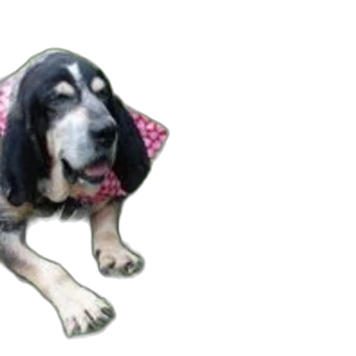 animal, creature, dress, staff, photorealistic, black, white, dog transparent PNG cut-out