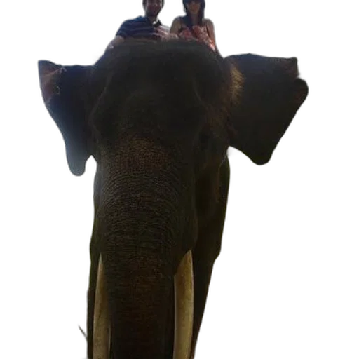 animal, staff, creature, umbrella transparent PNG cut-out