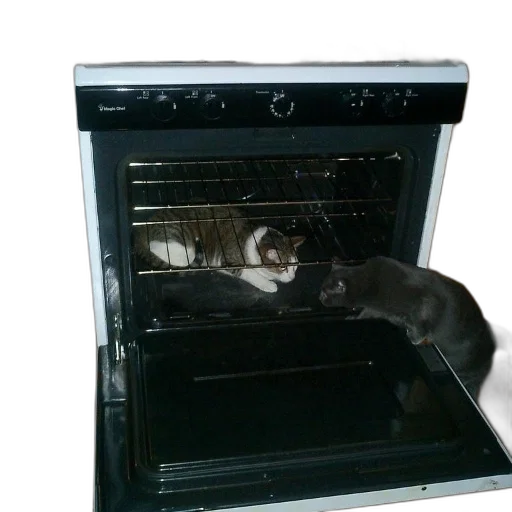 furniture, animal, food, creature, fire, cat, inside, oven transparent PNG cut-out