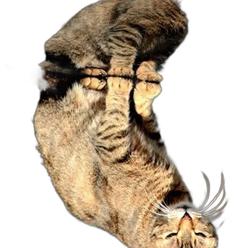 animal, hair, creature, mask, photorealistic, concept art, 3d render, fantasy art transparent PNG cut-out