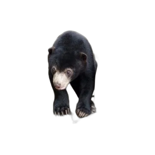 animal, creature, staff, face, 3d render, photorealistic, concept art, black transparent PNG cut-out