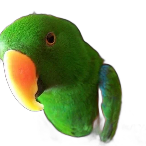 animal, creature, staff, face transparent PNG cut-out