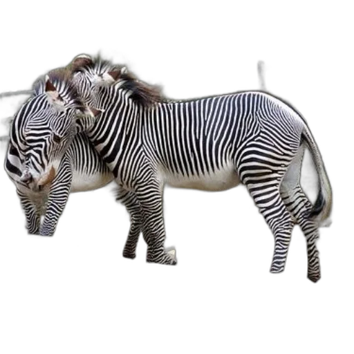 animal, creature, jewelry, staff transparent PNG cut-out