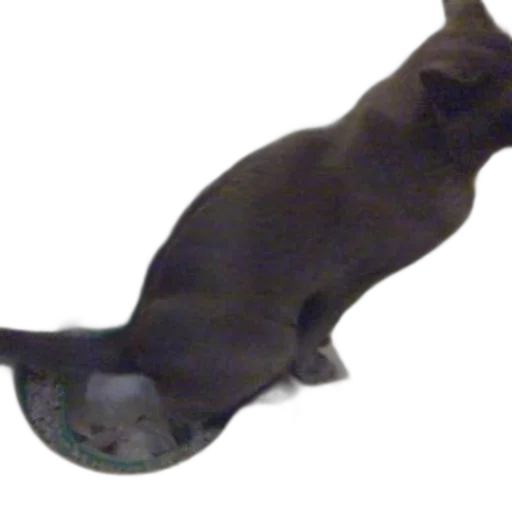 animal, staff, creature, hat, 3d render, concept art, photorealistic, underwater transparent PNG cut-out