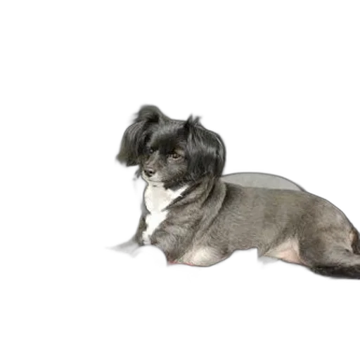 animal, hair, creature, staff, photorealistic, 3d render, small, dog transparent PNG cut-out