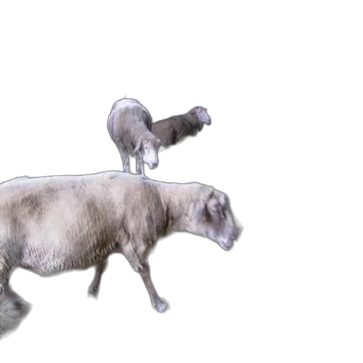 animal, creature, weapon, concept art, 3d render, photorealistic, group, sheep transparent PNG cut-out