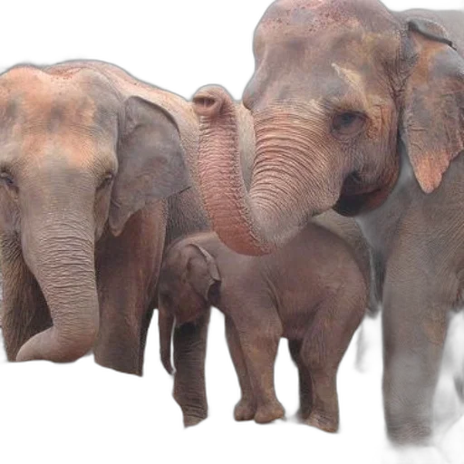animal, photorealistic, 3d render, concept art, family, elephants, including, baby transparent PNG cut-out