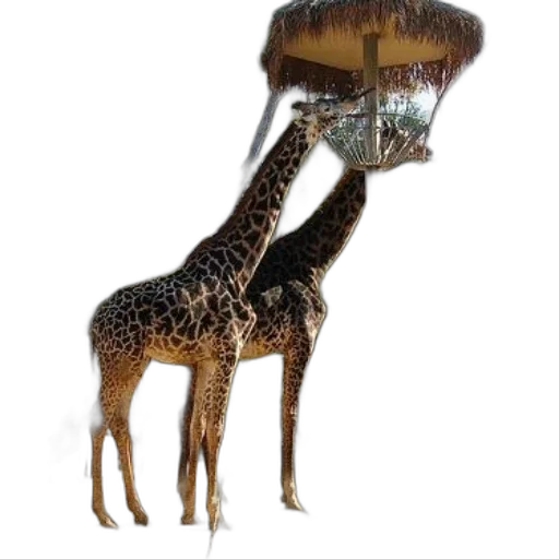 animal, creature, hat, staff, 3d render, concept art, photorealistic, fantasy art transparent PNG cut-out