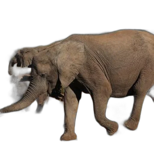 animal, creature, weapon, staff, 3d render, concept art, photorealistic, elephants transparent PNG cut-out