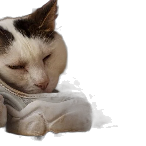 jacket, animal, creature, staff, photorealistic, 3d render, white, cat transparent PNG cut-out