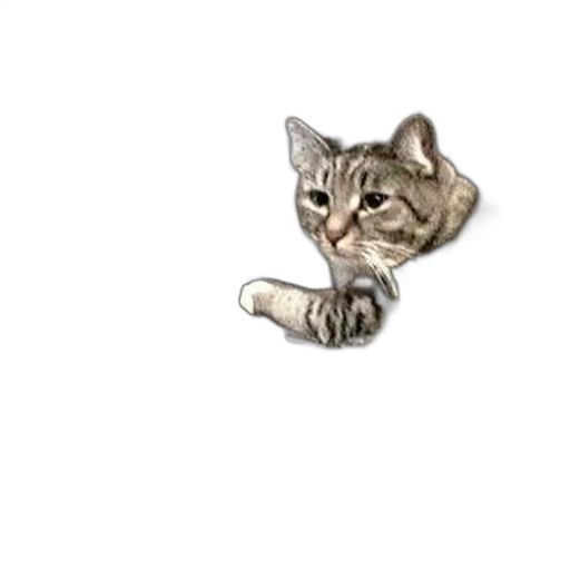 staff, jewelry, animal, weapon transparent PNG cut-out