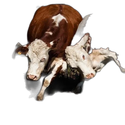 animal, photorealistic, concept art, two, brown, white, cows, faces transparent PNG cut-out