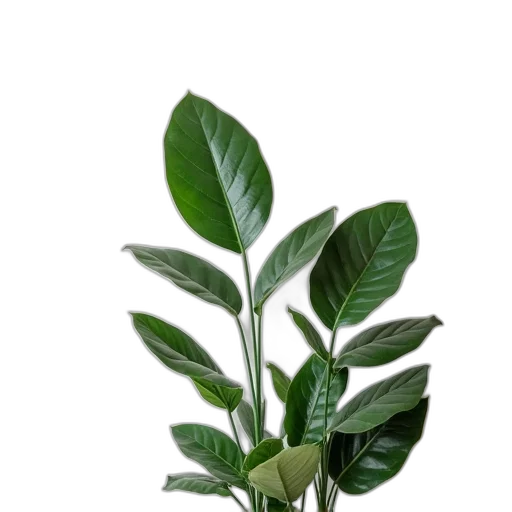tree, staff, flower, food transparent PNG cut-out