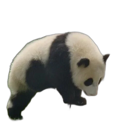 animal, staff, creature, food, 3d render, photorealistic, concept art, pixel art transparent PNG cut-out