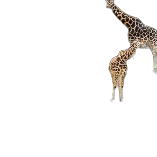 animal, jewelry, creature, staff, 3d render, concept art, photorealistic, group transparent PNG cut-out