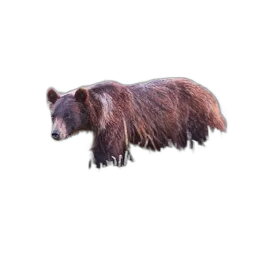 animal, creature, staff, hair, concept art, photorealistic, 3d render, grizzly transparent PNG cut-out