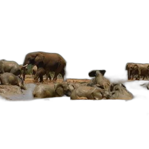 animal, food, 3d render, concept art, fog, forest, elephants, gather transparent PNG cut-out
