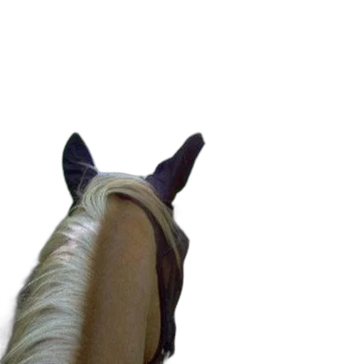 animal, hat, creature, face, photorealistic, 3d render, concept art, vaporwave transparent PNG cut-out