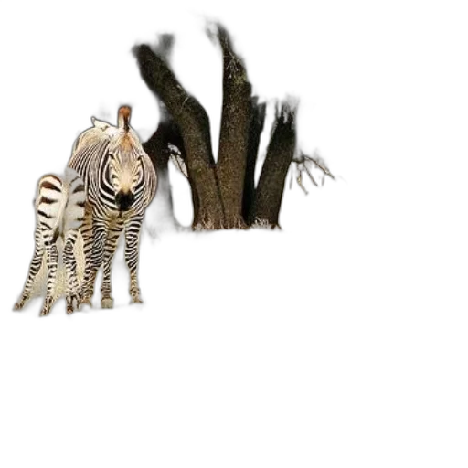 creature, jewelry, animal, hair, 3d render, concept art, photorealistic, fantasy art transparent PNG cut-out