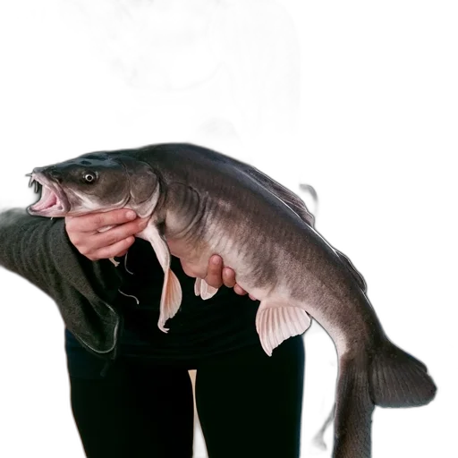 animal, creature, staff, food, photorealistic, concept art, underwater, woman transparent PNG cut-out