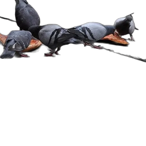 animal, umbrella, dragon, staff, concept art, 3d render, photorealistic, dark transparent PNG cut-out