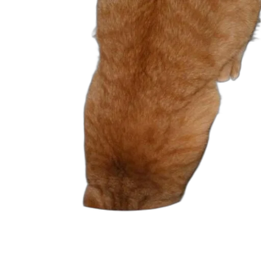 animal, hair, staff, creature, photorealistic, 3d render, ginger, cat transparent PNG cut-out