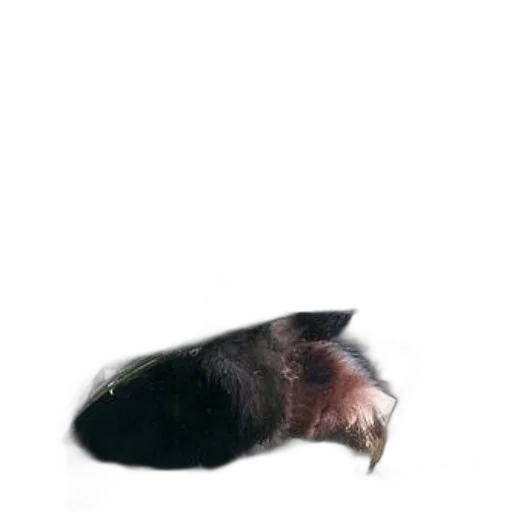 animal, creature, hair, hat, 3d render, photorealistic, concept art, panda transparent PNG cut-out