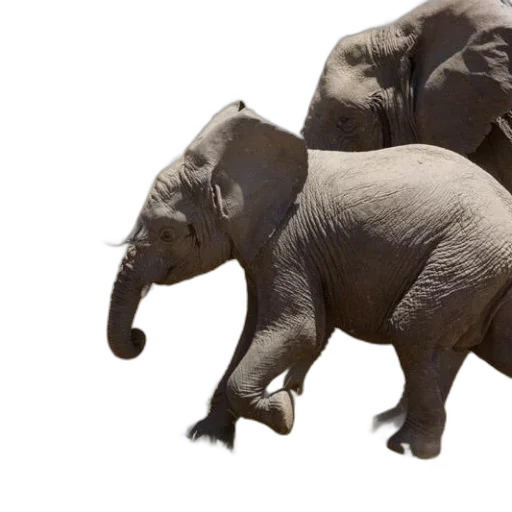 animal, creature, 3d render, photorealistic, concept art, young, elephant, runs transparent PNG cut-out
