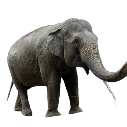 animal, creature, staff, weapon, photorealistic, 3d render, concept art, elephant transparent PNG cut-out