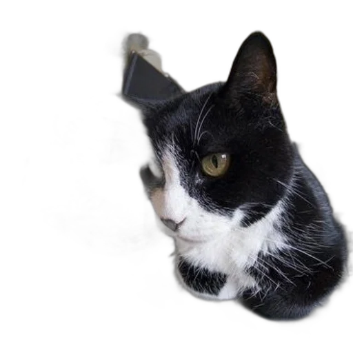animal, staff, creature, hat transparent PNG cut-out