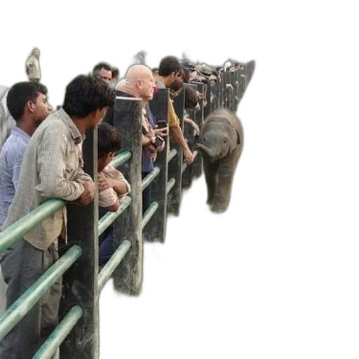 animal, staff, group, people, watch, baby, elephant, sticks transparent PNG cut-out