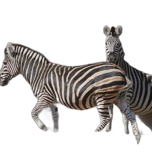 animal, creature, jewelry, furniture, 3d render, photorealistic, concept art, fantasy art transparent PNG cut-out