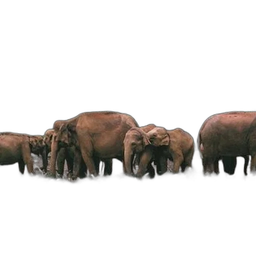 animal, furniture, staff, concept art, photorealistic, 3d render, elephants, gather transparent PNG cut-out