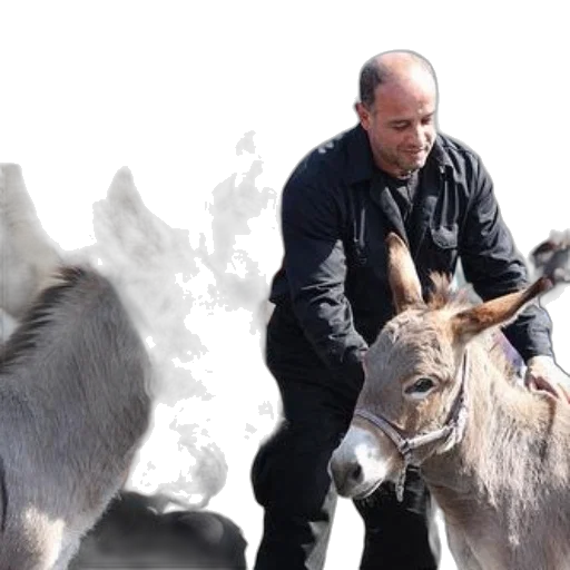animal, man, black, attire, petting, two, donkeys, while transparent PNG cut-out