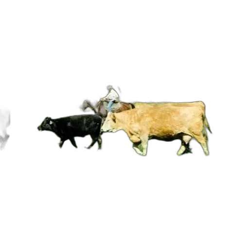animal, jewelry, food, 3d render, concept art, photorealistic, pixel art, cowboy transparent PNG cut-out