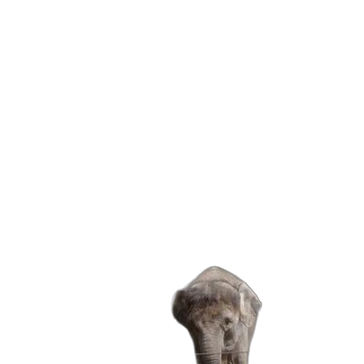 animal, creature, hat, face, 3d render, photorealistic, concept art, pixel art transparent PNG cut-out