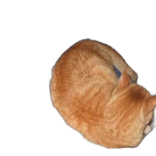 hat, animal, creature, mask, photorealistic, 3d render, cat, sitting transparent PNG cut-out