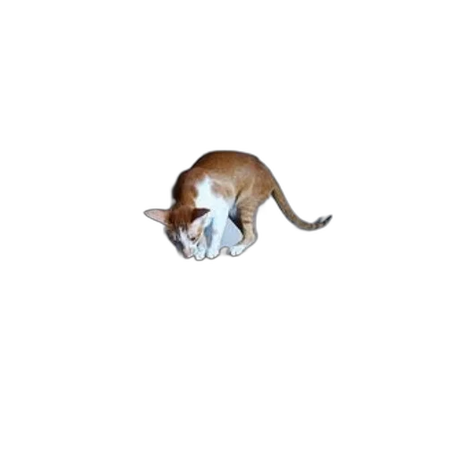 animal, staff, creature, hat, photorealistic, 3d render, pixel art, oil painting transparent PNG cut-out