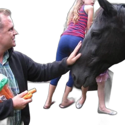 animal, creature, man, feeding, carrots, horse, while, two transparent PNG cut-out