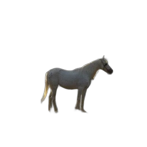 animal, creature, dragon, hair transparent PNG cut-out