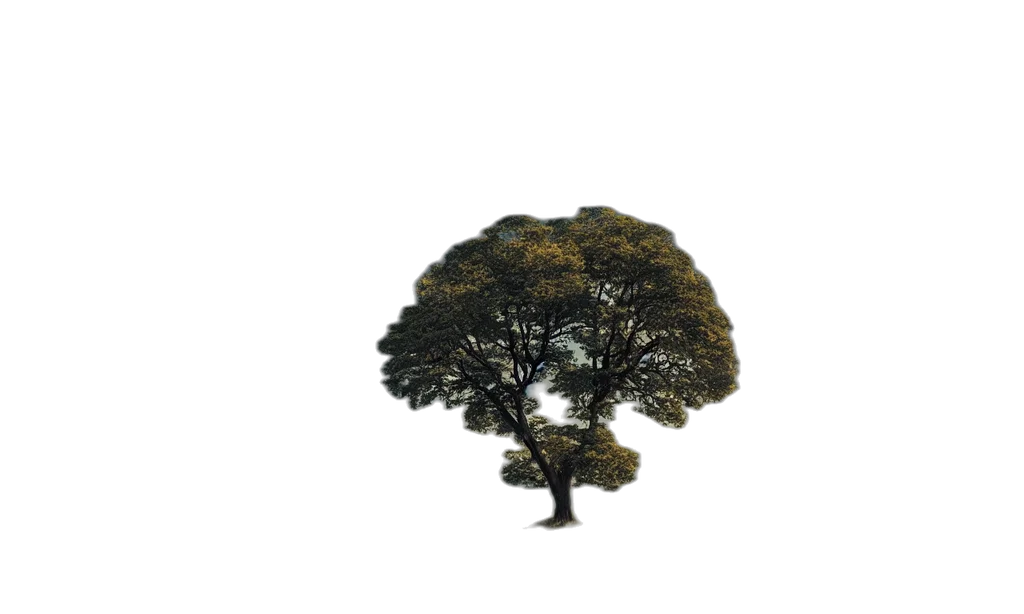 tree, crown, hair, hat transparent PNG cut-out