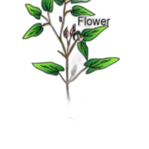 flower, staff, crown, weapon, concept art, 3d render, photorealistic, watercolor transparent PNG cut-out