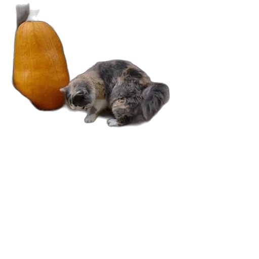 food, animal, hat, staff, photorealistic, 3d render, concept art, outer space transparent PNG cut-out